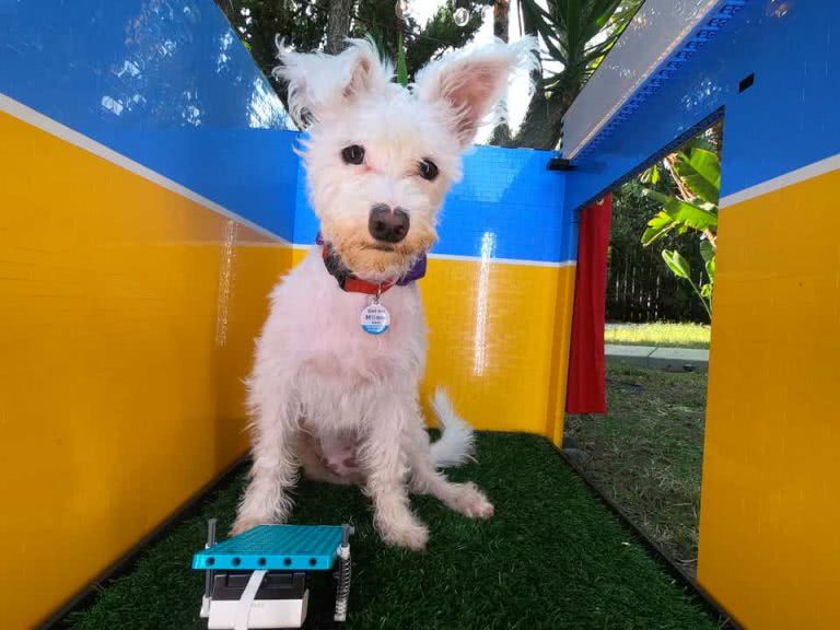 LEGO dog selfie