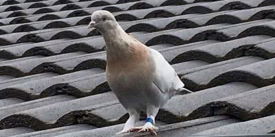 joe the pigeon