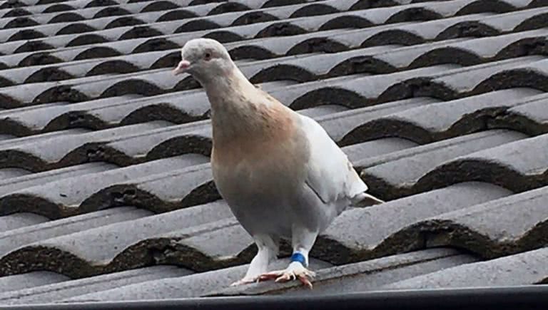 joe the pigeon