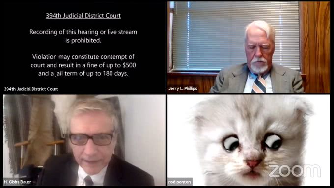 Zoom Cat Lawyer