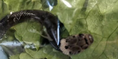 sydney woman found a baby snake lettuce in her lettuce