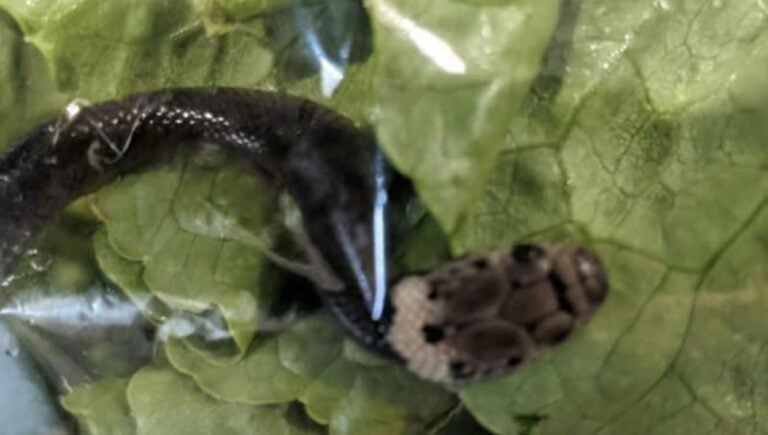 sydney woman found a baby snake lettuce in her lettuce