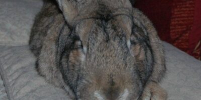 Darius, world's longest rabbit, has been stolen