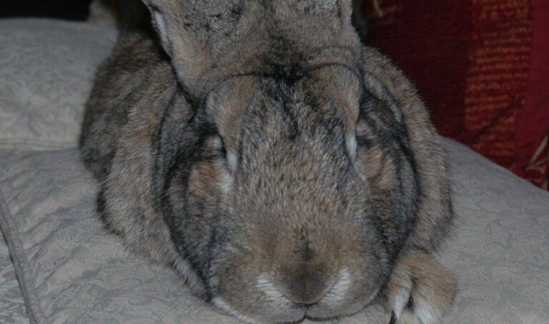 Darius, world's longest rabbit, has been stolen