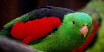 Red-winged parrots