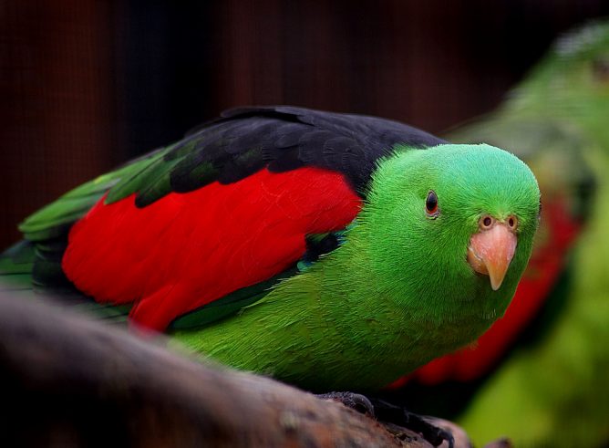 Red-winged parrots