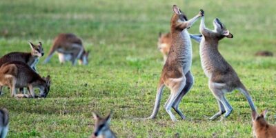 Australia is opening its borders to vaccinated tourists