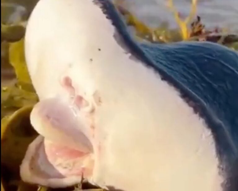 A terrifying "alien-like" creature has washed up on Bondi Beach