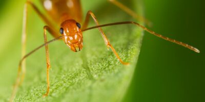 Yellow crazy ants Australia