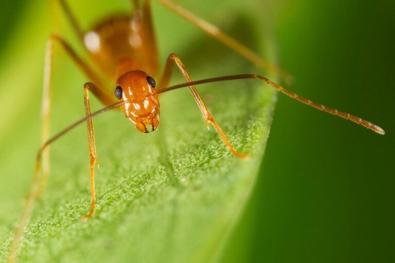 Yellow crazy ants Australia