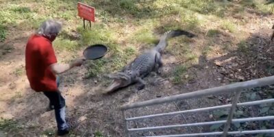 aussie man crocodile frying pan