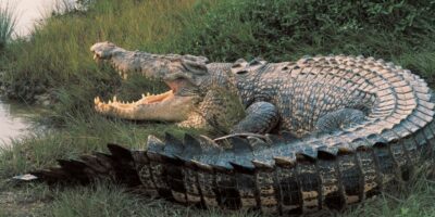 Australian crocodile