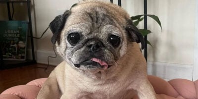 TikTok star Noodle the Pug has died