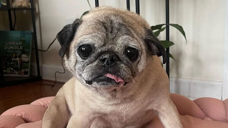 TikTok star Noodle the Pug has died