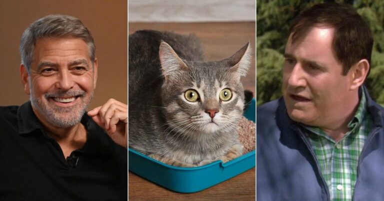 geroge clooney cat litter