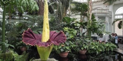 Corpse Flower