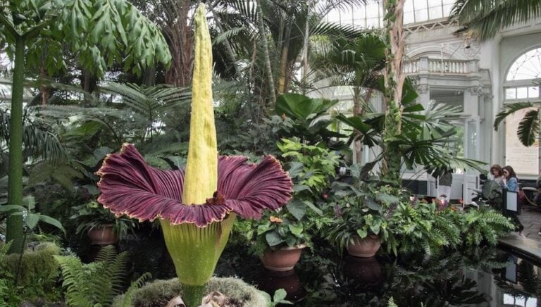 Corpse Flower