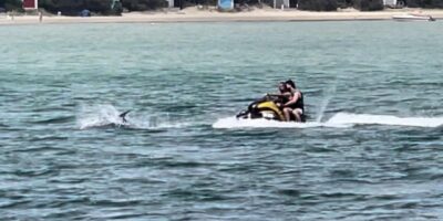 jet ski dolphins dolphin victoria