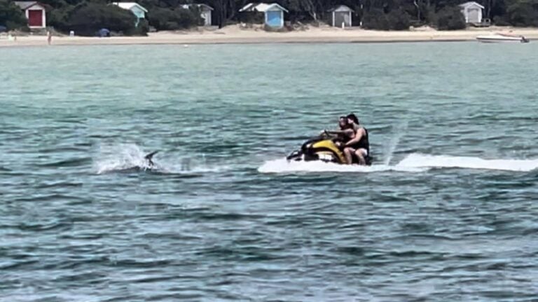 jet ski dolphins dolphin victoria