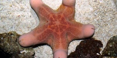 Starfish