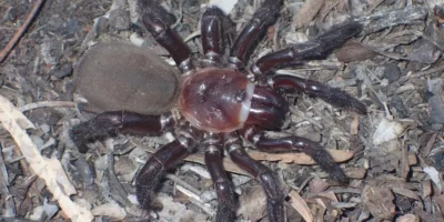 spider trapdoor giant species queensland australia