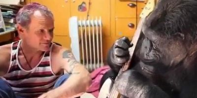 RHCP bassist Flea sits with Koko the Gorilla