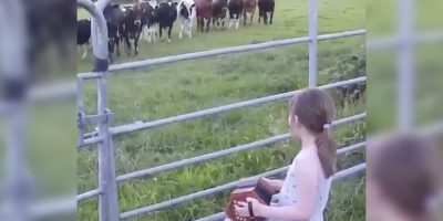 Cows enjoying accordion