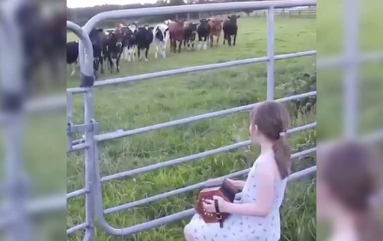 Cows enjoying accordion