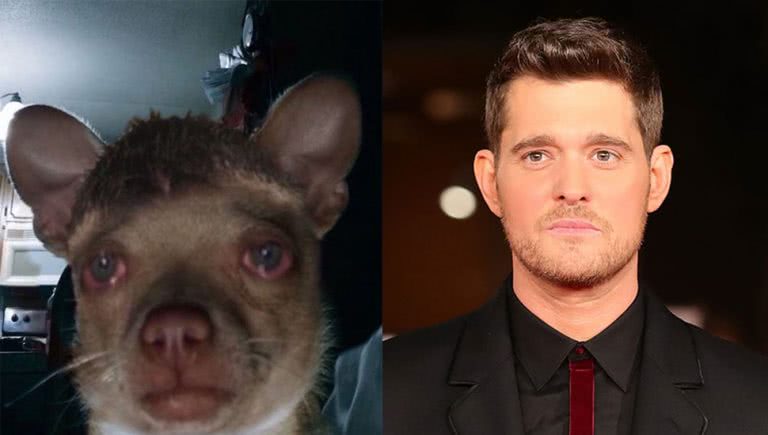 Michael Bublé