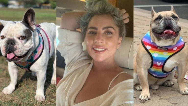 Lady Gaga's dogs are found