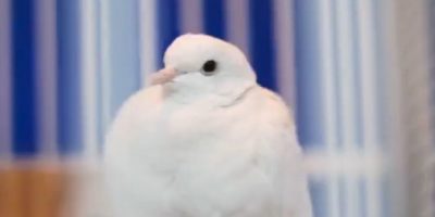 Prince's dove Divinity