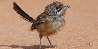 Move over Mariah Carey and Michael Bublé, an album of Aussie birdsongs is flying high in the charts