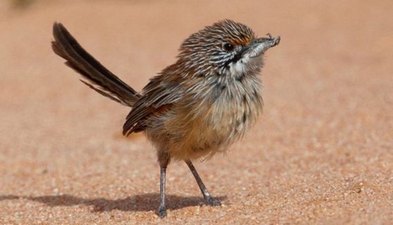 Move over Mariah Carey and Michael Bublé, an album of Aussie birdsongs is flying high in the charts