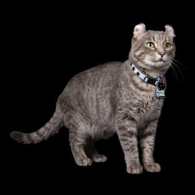 Korn’s Jonathan Davis Launches ‘Freak On A Leash’ Cat Collection