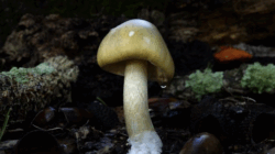 Mushroom