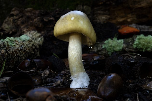 Mushroom