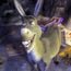 Donkey in Shrek film