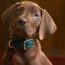 Scooby-Doo live-action series