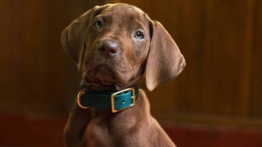 Scooby-Doo live-action series