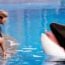 Free Willy