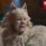 Judi Dench in Cats